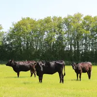 Bovins croisés race laitière et Angus, à l'herbe