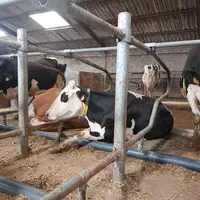 L'arrêtoir au sol de forme cylindrique en PVC permet à la vache de se caler quand elle est couchée, tout en offrant du confort.