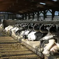 stabulation logettes robotisée 290 vaches laitières conduites en deux lots Bretagne