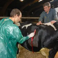 Bovins lait / vétérinaire rural en intervention chez un éleveur laitier / vache sur le point de vêler / vêlage / césarienne