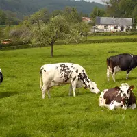Bovins lait / vaches normandes et prim'holstein au pâturage en Normandie