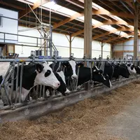 vaches laitières au cornadis