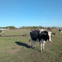 Avec ou sans robot de traite, la majorité des 10 000 fermes laitières argentines demeurent herbagères.
