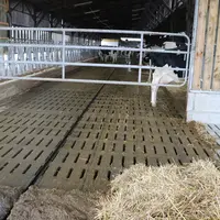 Le lisier est stocké dans une fosse sous caillebotis, installé dans la dernière travée du bâtiment.