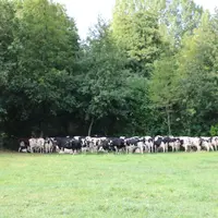 grand troupeau à l' abri de la haie élevage Sarthe