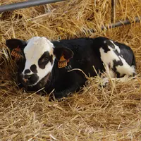 veau holstein sur paille