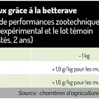 La betterave, un fourrage pour faire des taux
