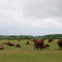 troupeau de vaches laitières viking red au pâturage en Suède