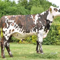 taureau normand porteur du gène sans cornes, sélection
