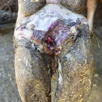 Pas besoin d’antibiotique injectable sur une Mortellaro. Le panaris est un des rares problèmes du pied qui le nécessite.