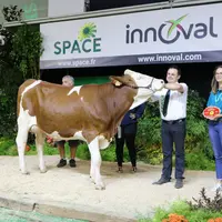 Sabella, vache montbéliarde sur le podium du Space 2023