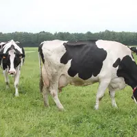 vache laitière qui broute de l'herbe
