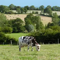 Bovins lait / vache normande au pâturage et cultures au fond