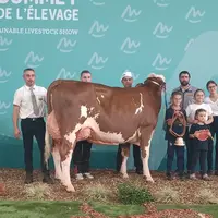 grande championne montbéliarde au sommet de l'élevage 2023