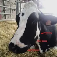Vache avec la tête gonflée.