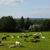 JB croisés dans une prairie