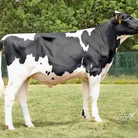 taureau holstein du catalogue innoval/synetics, double porteur du gène sans cornes