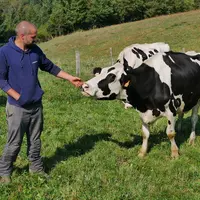 Eleveur avec sa vache remise de la FCO