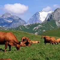 Bovins lait / vaches Tarentaises en alpage/ Elevage de montagne. Agriculture en zone difficile. pâturage en estive