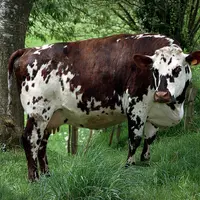 Une vache normande tarie au pâturage.