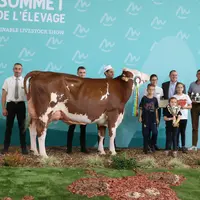 vache Montbéliarde sur le podium lors du concours interrégional Montbéliard du sommet de l'élevage