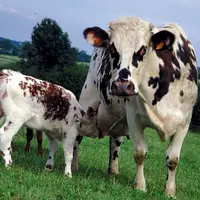 vache normande avec son veau dans un pré