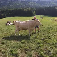 Vache villarde au pré