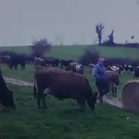 Le bale grazing permet d'alimenter les vaches dans les prairies lorsque la pousse de l'herbe est restreinte, et d'éviter les passages du tracteur, sou