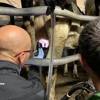 Traite : Quand les tests traquent les anomalies au plus près du trayon