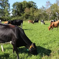 Les systèmes de production en monotraite suivis comptent 2 UTH et produisent 143 000 litres par personne en agriculture biologique. Sur les 91 hecatre
