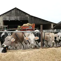 vaches taries
