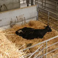 Vache en box d'isolement. Les dégâts causés par la MHE sont très variables d'un élevage à l'autre.