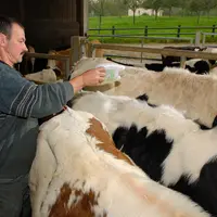 Bovin lait / dÃ©sinsectisation de bovins en prÃ©vention de la fiÃ¨vre catarrhale / Ã©leveur en train d'Ã©pandre sur le dos des animaux, le produit dÃ©