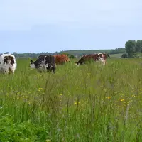 La Normandie et les Pays-de-la-Loire sont passés en régime d’interdiction de retournement des prairies permanentes et le Grand-Est et la Bretagne en r
