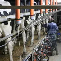 Traite des vaches