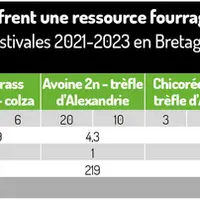 Fourrages et changement climatique : des intercultures estivales à pâturer dès juillet