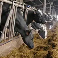 vaches au cornadis