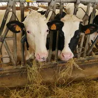 vaches laitières au cornadis