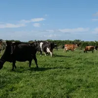 Vaches laitières de races mixtes pâturant en Nouvelle-Zélande