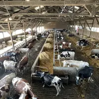 stabulation pour vaches laitières en logettes