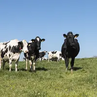 vaches primholstein au pre