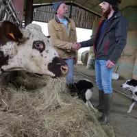 Poignée de mains entre deux éleveurs avec une vache normande.