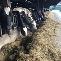 Un essai mené par Arvalis à la ferme expérimentale de la Jaillière (44) interroge également sur l’intérêt économique de passer au maïs épi.