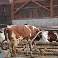 Vache montbéliarde logettes