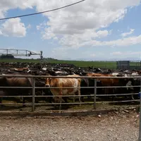 vaches laitières en Nouvelle-Zélande attendant la traite