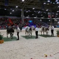 concours vaches laitières normandes au sia 2023