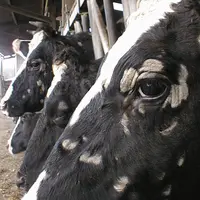 Teigne bovine sur des vaches laitières