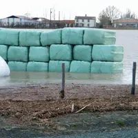 Balles de fourrage enrubanné, inondées à cause des intempéries.