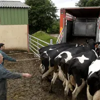Ramassage de vaches laitières de réforme avant le transport vers l'abattoir