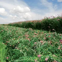récolte de sainfoin